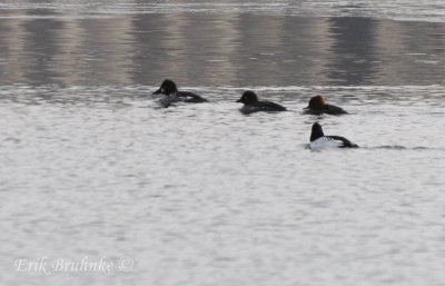 Female Hooded Mergansers with the Common Goldeneyes