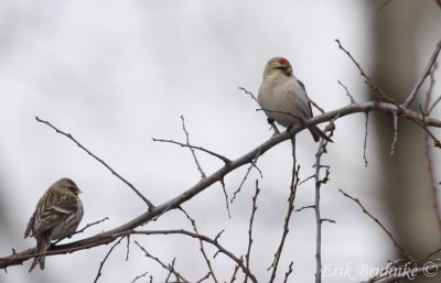 Hoary Redpoll (right) and Common Redpoll (left)