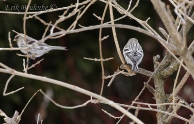 Hoary Redpoll backside (right) and Common Redpoll (left)