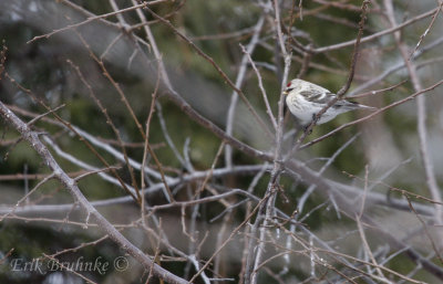 Hoary Redpoll... so frosty, tiny-billed and beautiful!