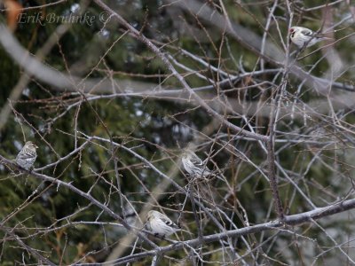 Two Hoary Redpolls and two Common Redpolls. Can you pick them out? :-)