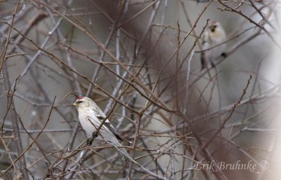 Hoary Redpoll in the foreground