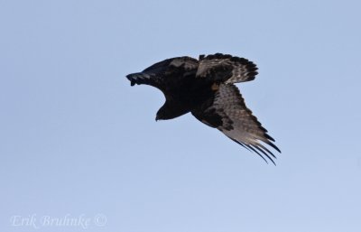 Rough-legged Hawk (adult male) dark morph