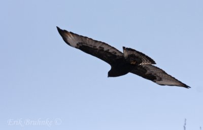 Rough-legged Hawk (adult male) dark morph