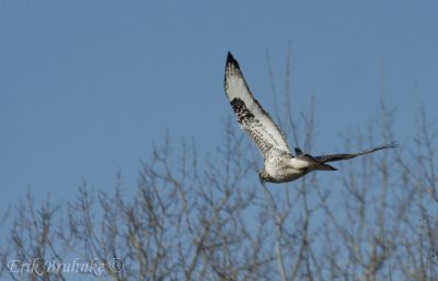 Adult male light morph Rough-legged Hawk. So speckled and pale!