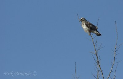 Adult male light morph Rough-legged Hawk