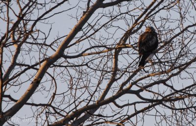 Rough-legged Hawk, soaking up the early morning rays