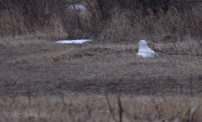 Snow Owl - adult male
