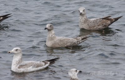 Thayer's Gull (middle) surrounded by Herring Gulls