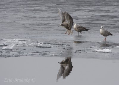 Thayer's Gull (1st-cycle) coming in for a landing