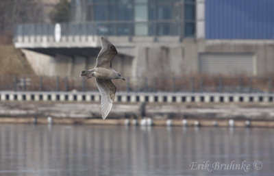 Thayer's Gull (1st-cycle)