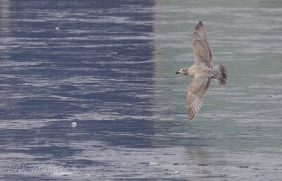 Thayer's Gull (1st-cycle)