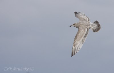 Thayer's Gull 1st-cycle