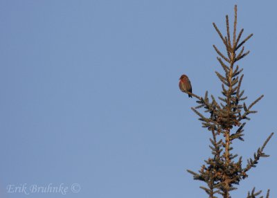 White-winged Crossbill