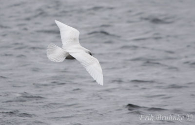 Iceland Gull (2nd-cycle)