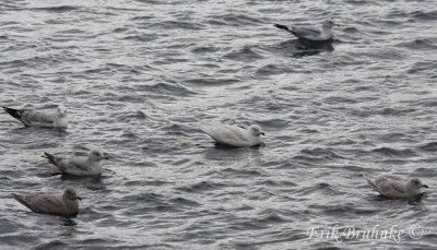 Pale Iceland Gull (middle), Two Herring Gulls, Two Thayers Gulls, and a Kumliens Iceland Gull. Can you pick them out?