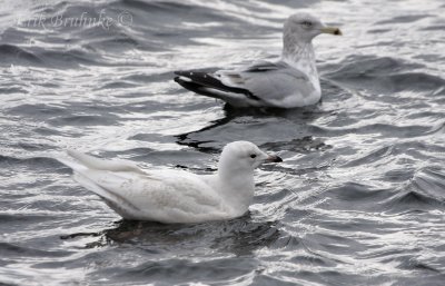 Iceland Gull  (2nd-cycle)