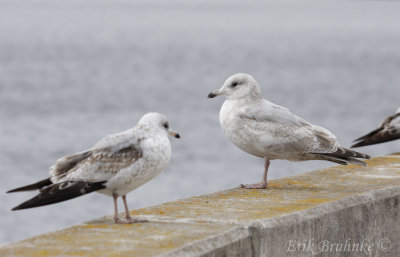 2nd-cycle Thayers Gull (right) and 1st-cycle Ring-billed Gull (left)