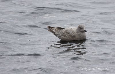 Thayer's Gull (1st-cycle)