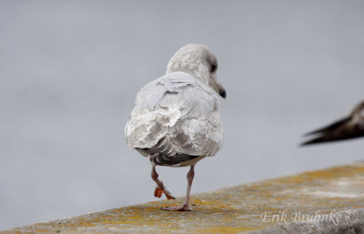 Thayer's Gull (2nd-cycle)