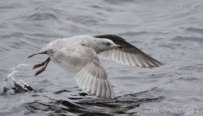 2nd-cycle Thayer's Gull