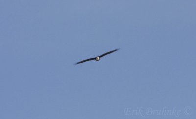 Adult Bald Eagle flying head-on