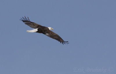 Adult Bald Eagle