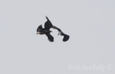 Bald Eagles - the immature is looking to pick a little mid-air fight