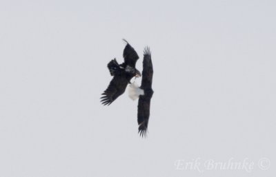 Bald Eagles - the immature is looking to pick a little mid-air fight