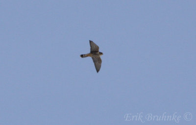 Adult male Merlin