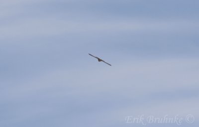 Peregrine Falcon