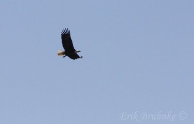 Bald Eagle, migrating with a hurt leg