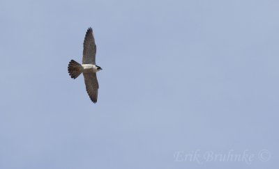 Peregrine Falcon