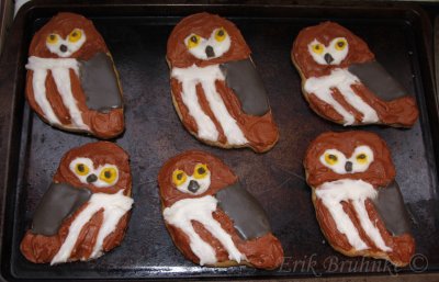 Northern Saw-whet Owl cookies