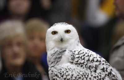 Snowy Owl, hey there!