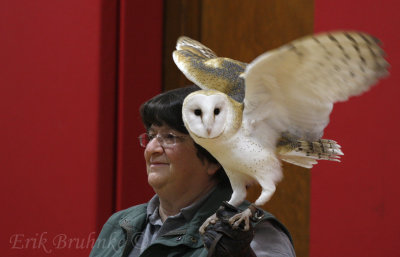Barn Owl on the glove... getting excited. She knows what treat lies across the room!