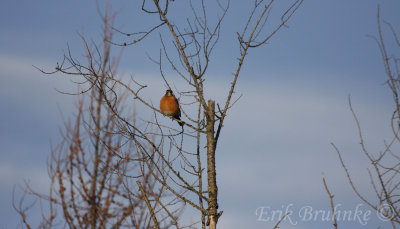 American Robin, taking a little breather, from a long night of migrating northward!