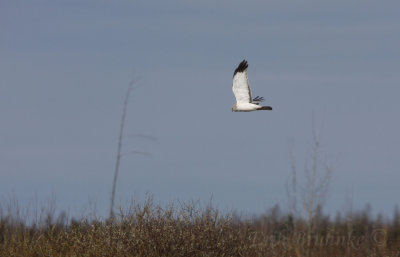 Northern Harrier