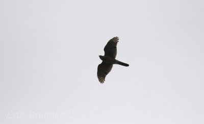Cooper's Hawk, migrating overhead