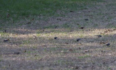 Flock of Dark-eyed Juncos