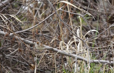 Can you find the little Field Sparrow in this picture?