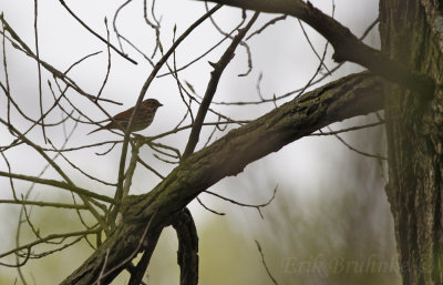 Fox Sparrow