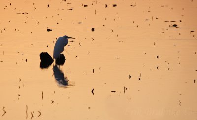 Great Egret at sunset