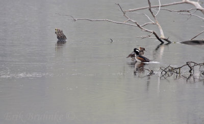 Hooded Merganser pair