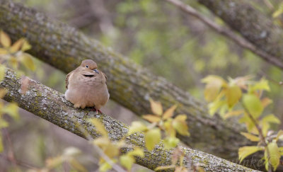 Mourning Dove