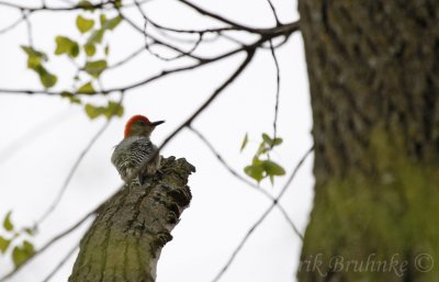 Red-bellied Woodpecker