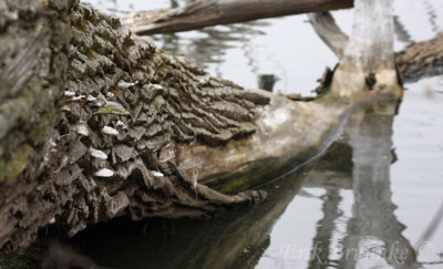 Mushrooms along a fallen log