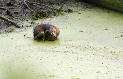 Muskrat, with an itch