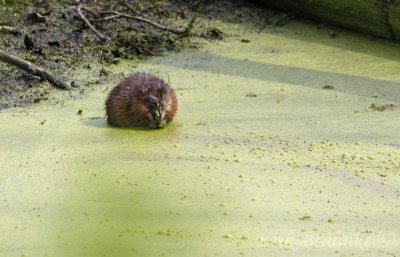 Muskrat