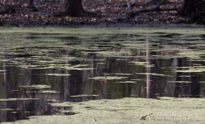 Vernal Pool Reflections